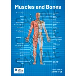 Human Anatomy Bones And Muscles